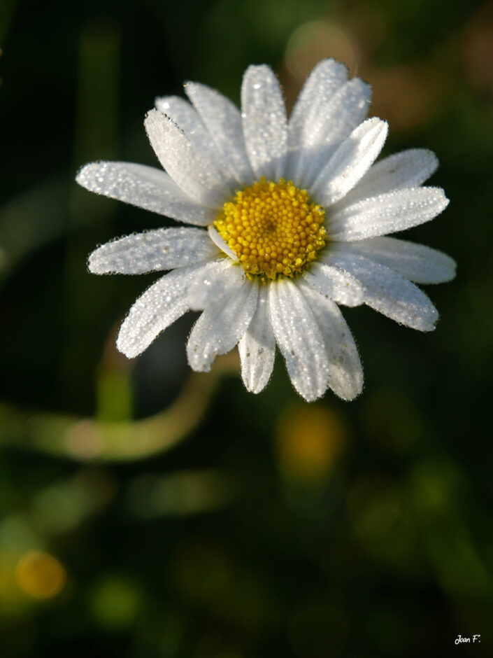 fleur