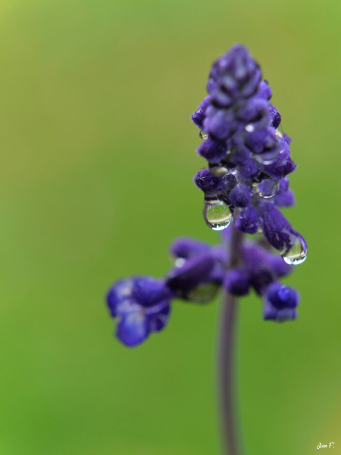 fleur