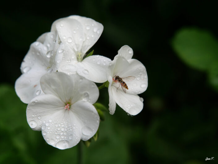 fleurs