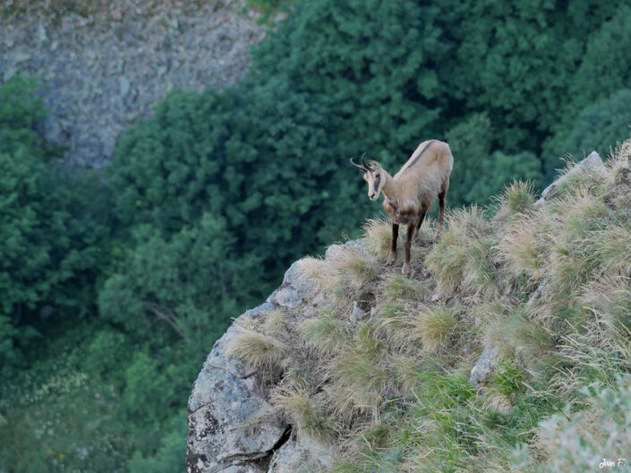 chamois