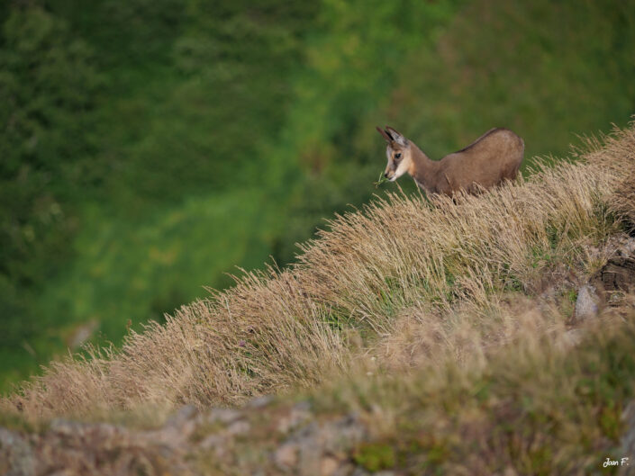 chamois