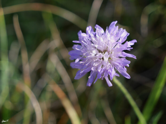 fleur