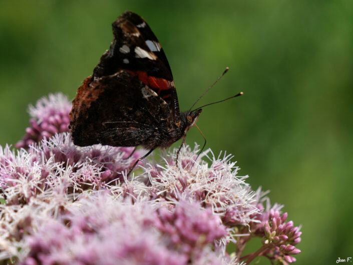 papillon