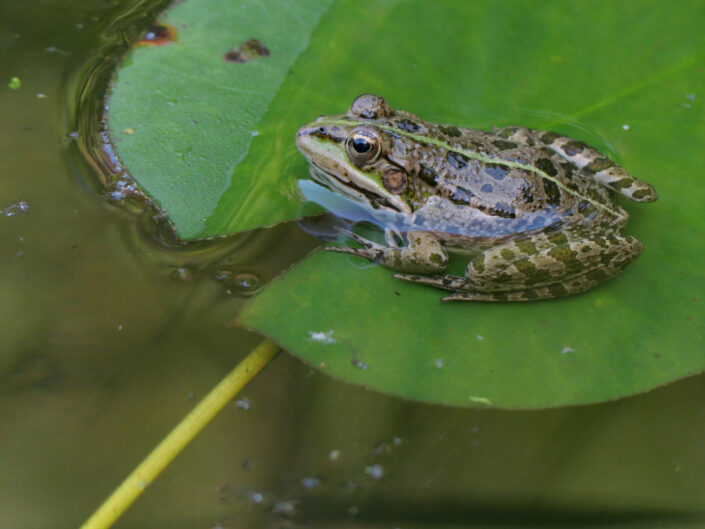 grenouille