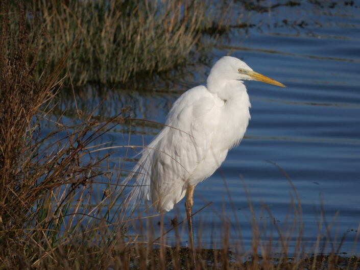 oiseau