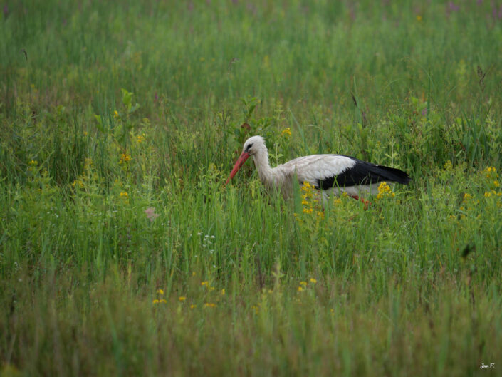 oiseau