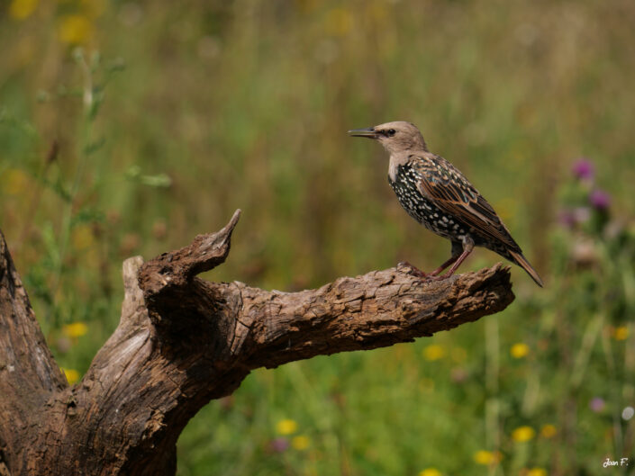 oiseau