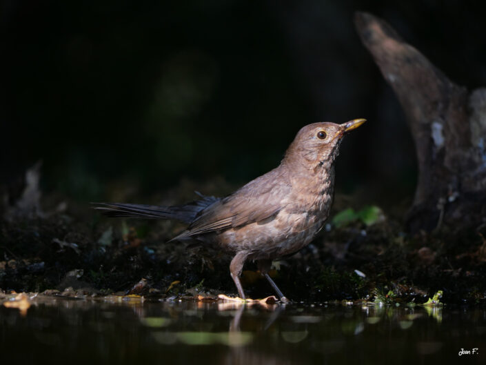 oiseau