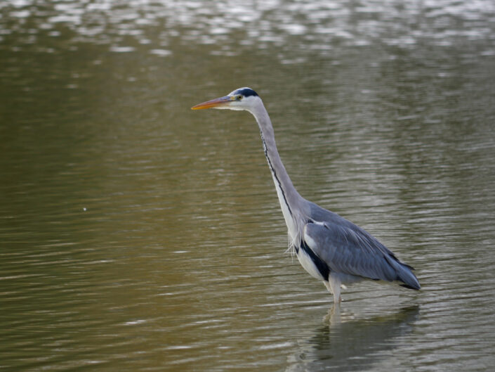 oiseau