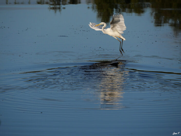 oiseau