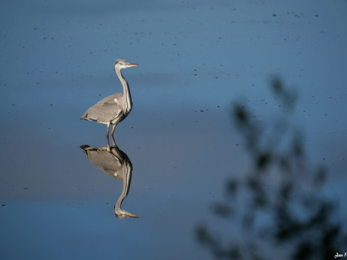 oiseau