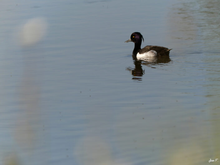 oiseau