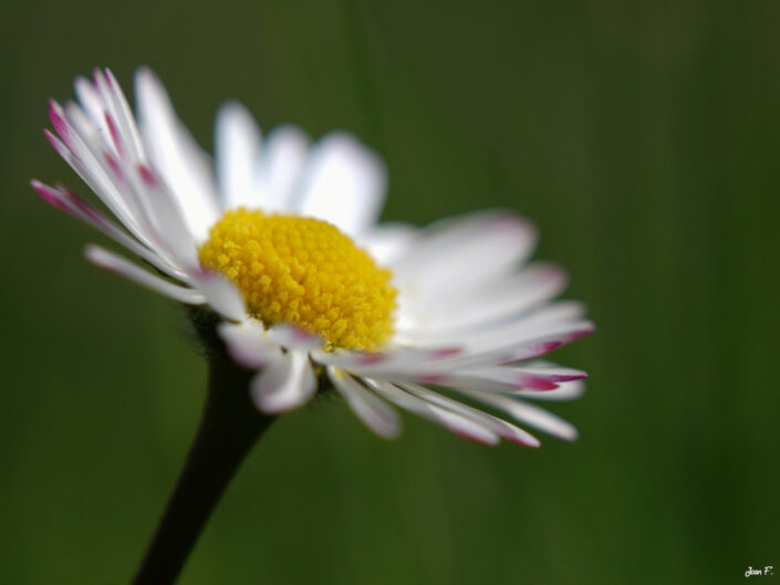 fleur