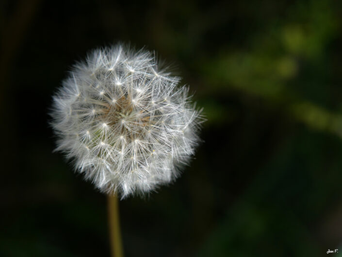 fleur