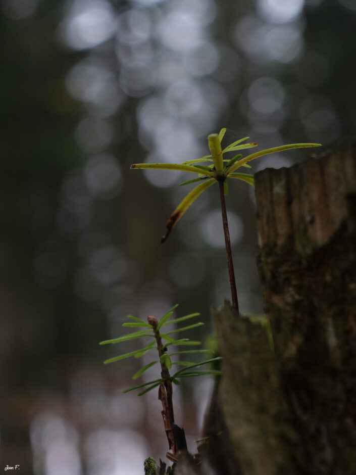 flore forestière